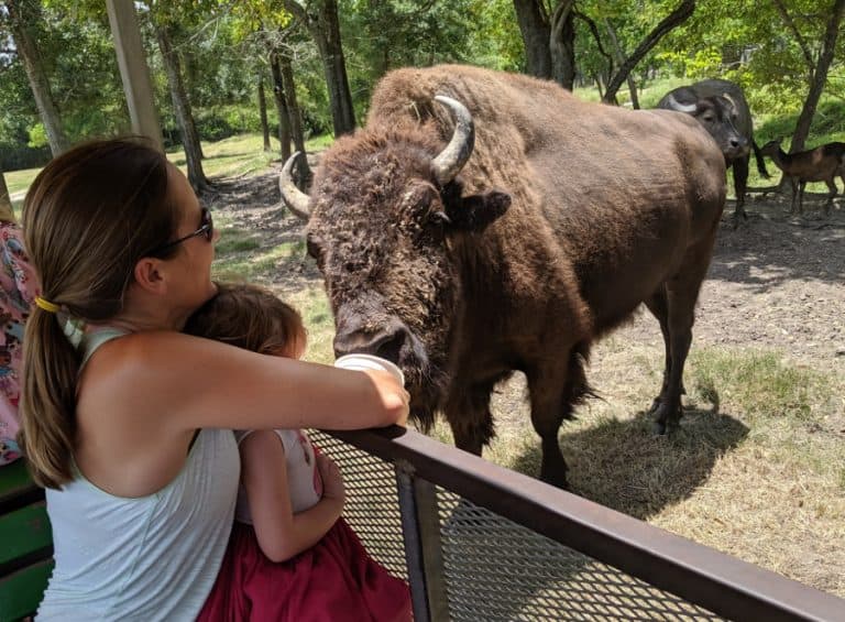 go-on-a-safari-in-alvin-texas-at-the-bayou-wildlife-zoo