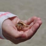 Hermit Crab at West Beach Galveston