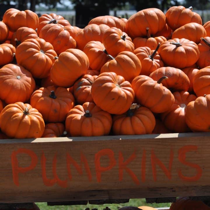 Houston Area Fall Farms, Pumpkin Patches and Festivals