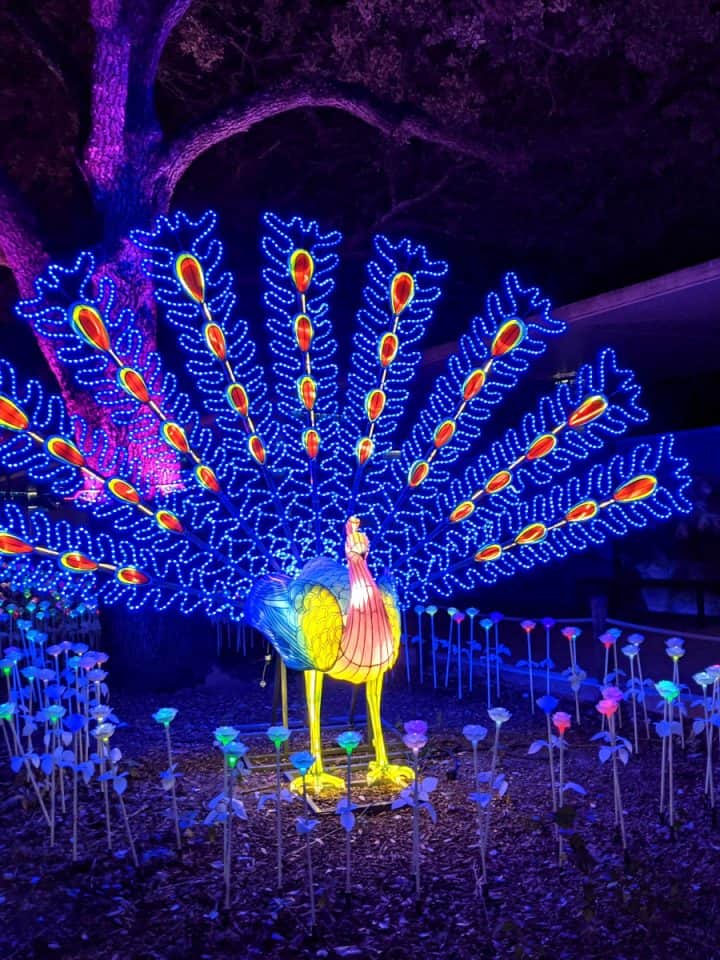 Houston Zoo Zoo Lights Peacock