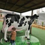 Milking a cow at Rodeo Houston