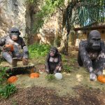 Houston Zoo Zoo Boo Gorillas