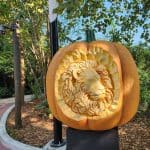 Houston Zoo Zoo Boo Lion Pumpkin